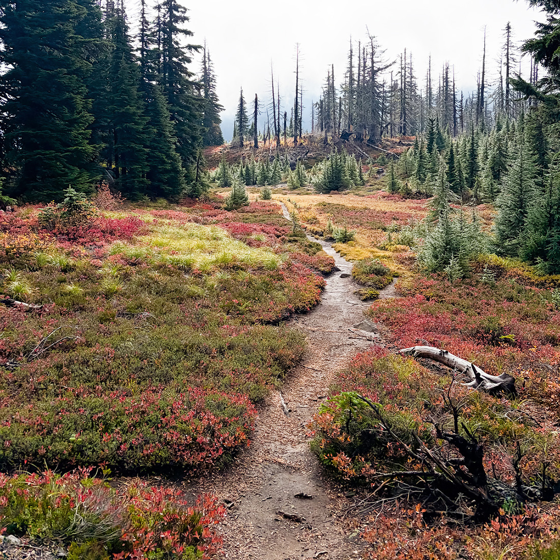 Mountain trail through a subalpine meadow of red autumn huckleberry and young firs, with fire-scarred snags beyond — the kind of site and landscape that informs sustainable design at Tweto Architecture